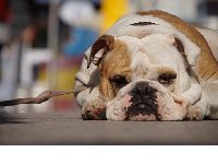 chien