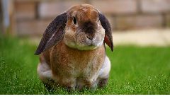 lapin1