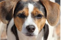 chien1