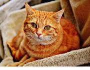 chat1